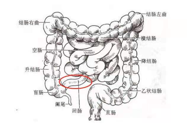 小肠的位置图片
